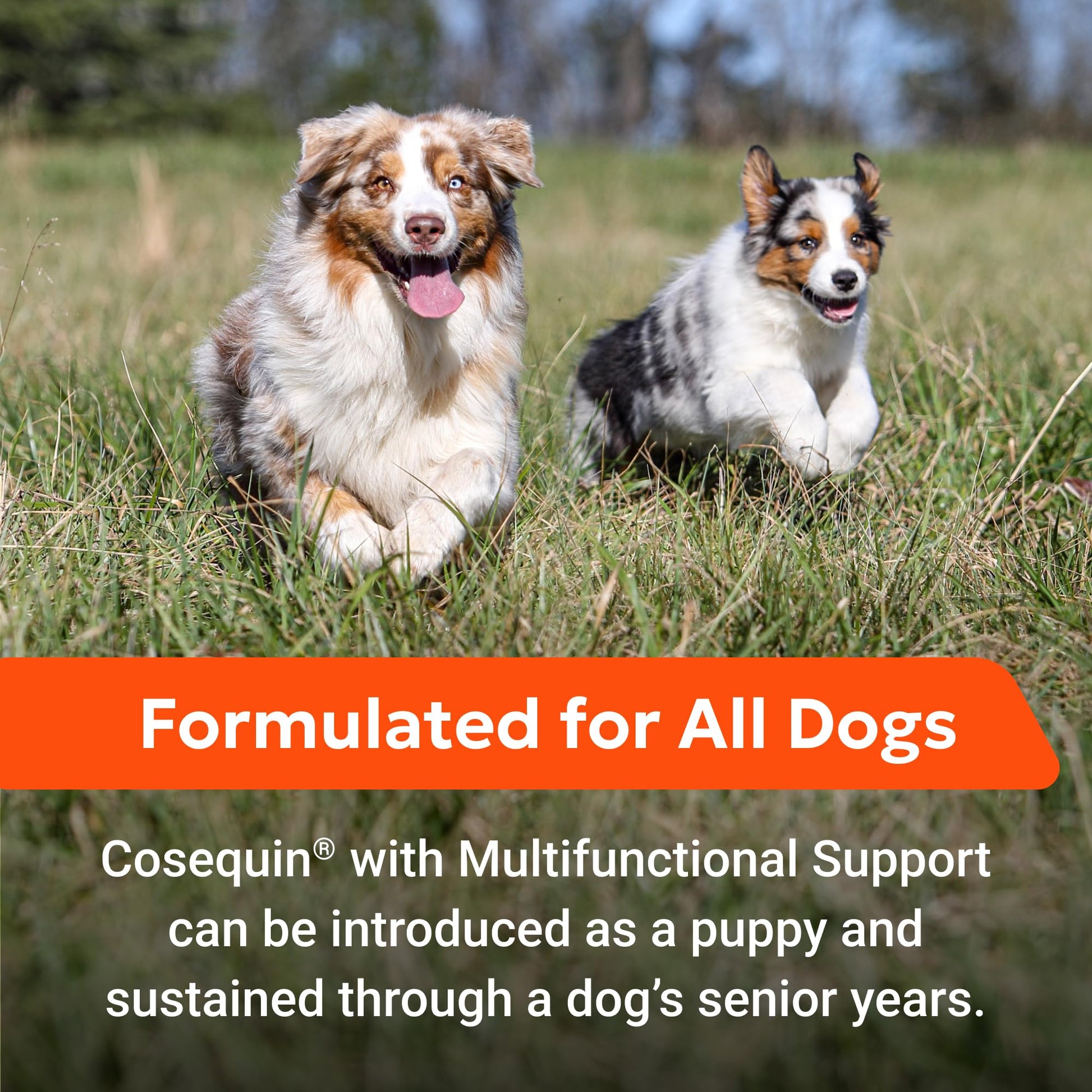 Nutramax Cosequin Joint Health Supplement with Multifunctional Support for Dogs, Soft Chews with Glucosamine, Chondroitin, Omega-3s, and Postbiotics, 90 Count Nutramax Laboratories Au supplements