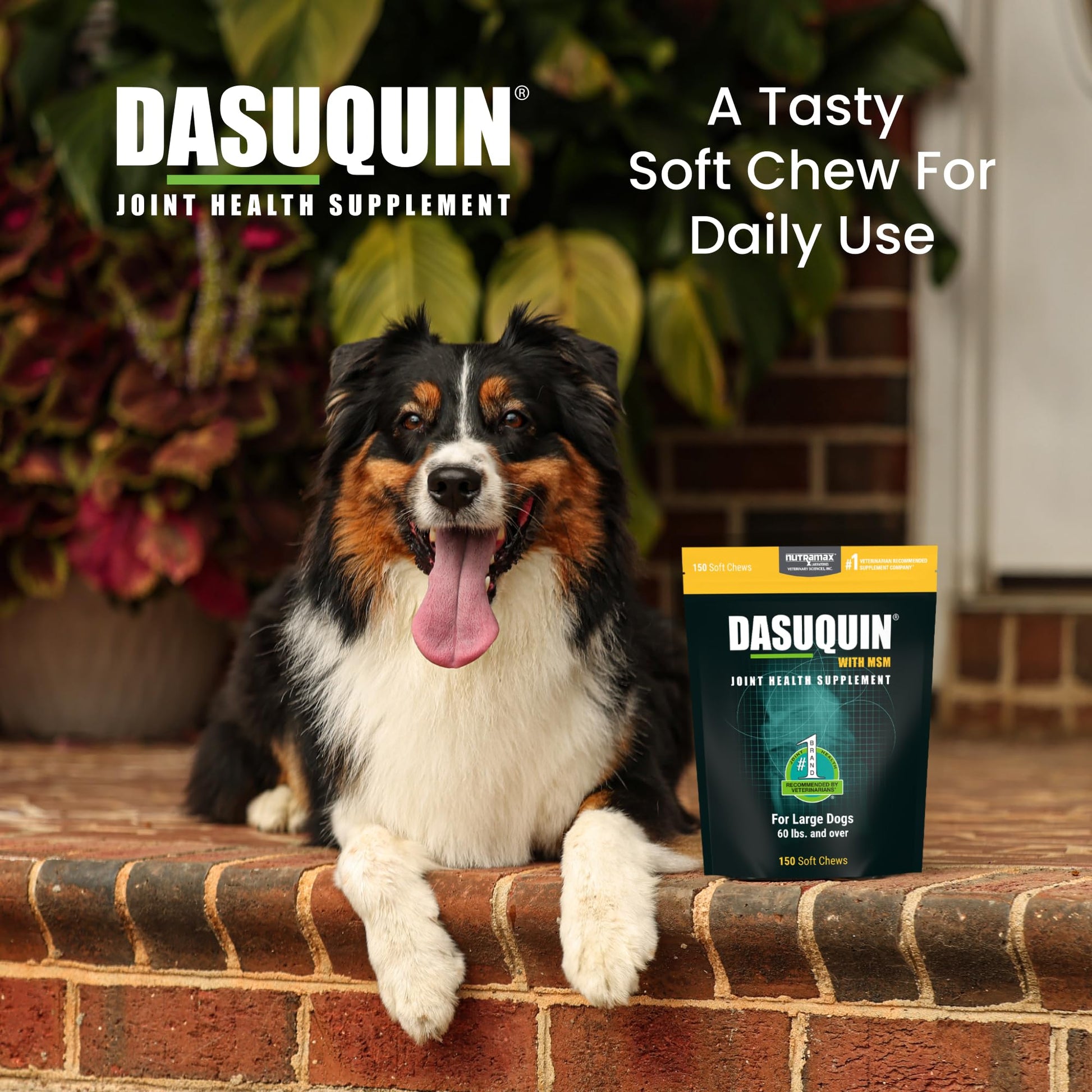 Nutramax Dasuquin for Large Dogs, Joint Health Supplement, Contains Glucosamine for Dogs, Plus Chondroitin, ASU, MSM and More, Supports Healthy Joints, Soft Chews, 150 Count Nutramax Laboratories Au supplements