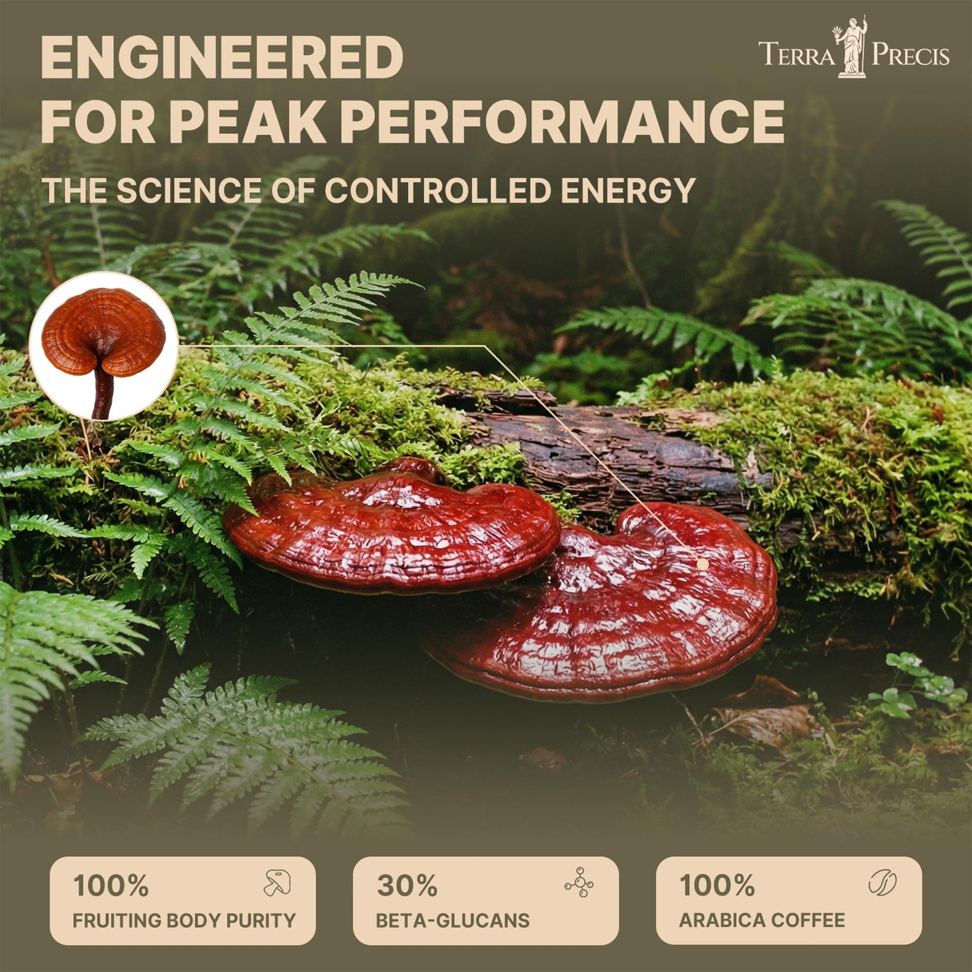 TerraPrecis Mushroom Coffee with 6 Adaptogens Mushrooms Supplement for Organic Lion's Mane&Reishi,Chaga&Other, Instant Coffee with MCT Oil& Arabica for Energy,Focus&Immune Support (30 Servings) TerraPrecis Au supplements