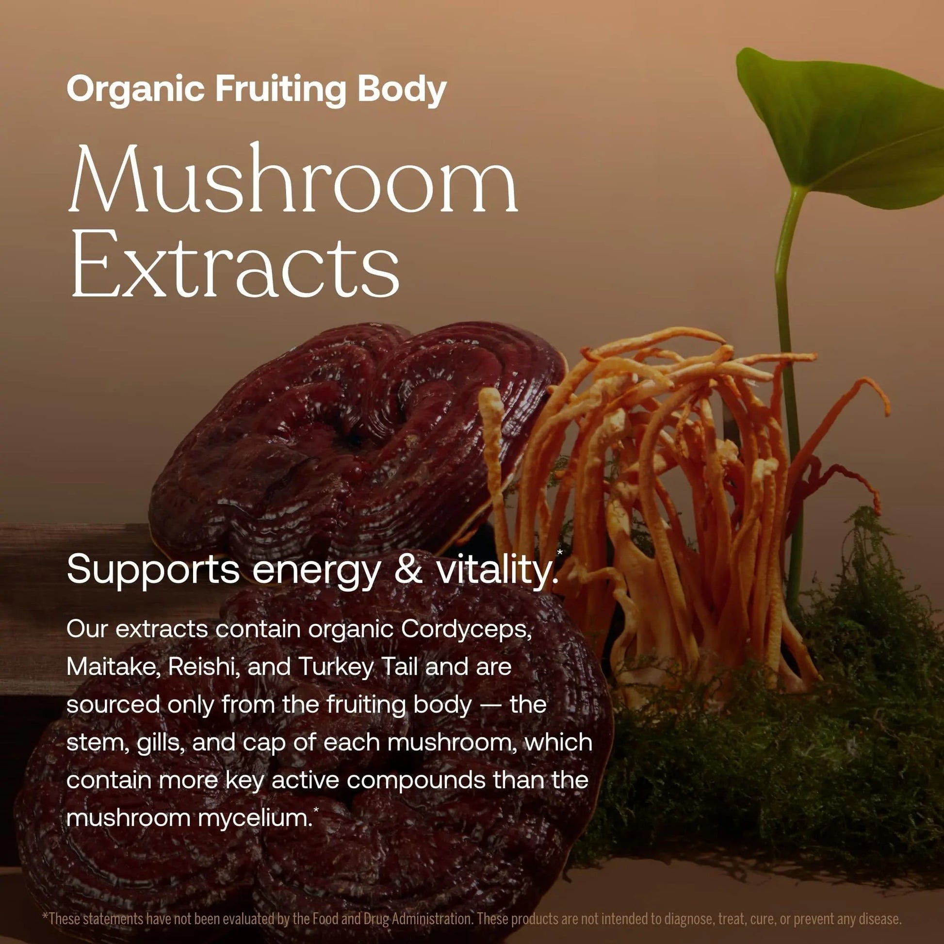 True Grace One Daily Women’s Multivitamin Fermented Minerals, Organic Adaptogens & Mushrooms Whole Body Balance, Immune, Energy, Beauty Support True Grace Au supplements