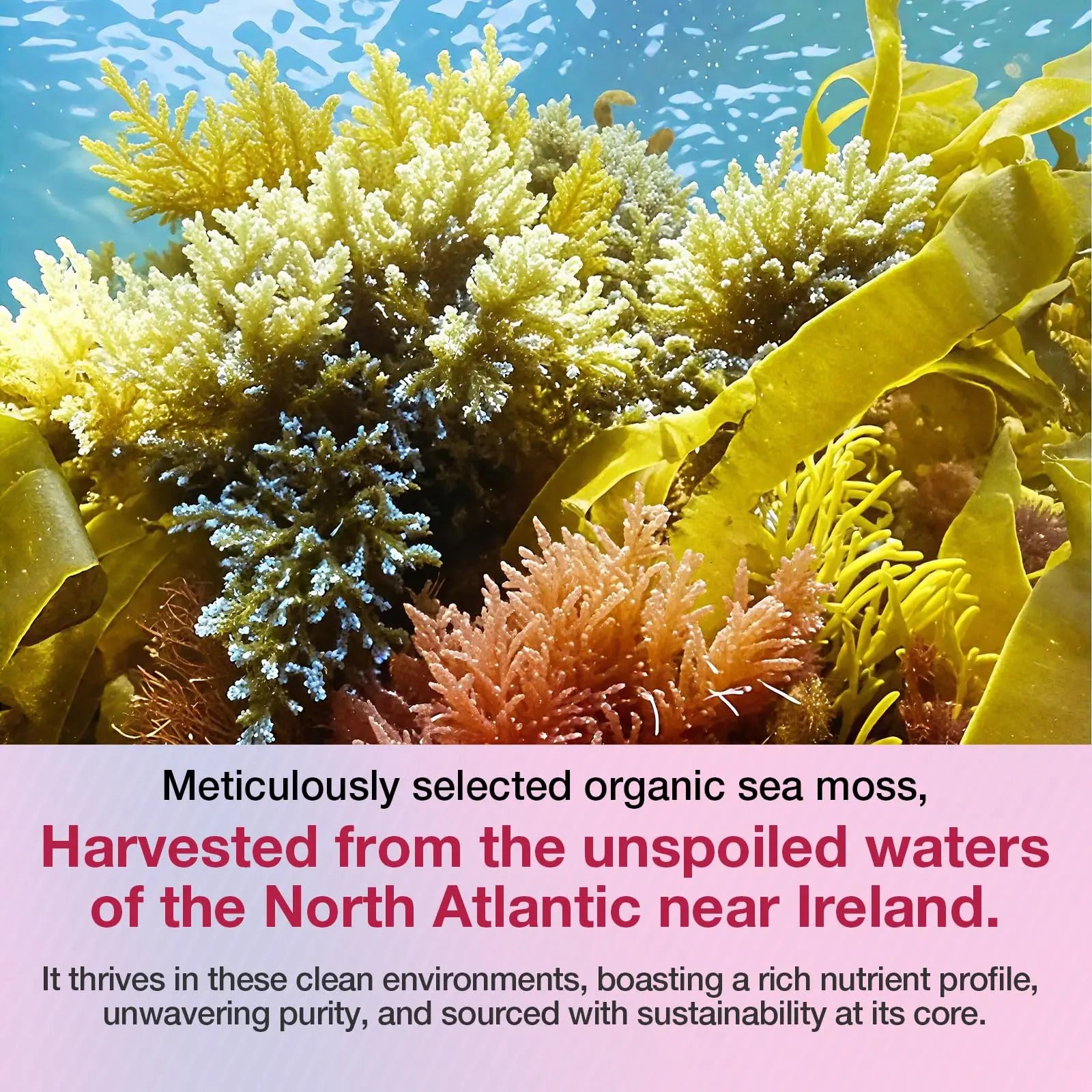 MSLOTAL Irish Sea Moss Gummies with Ashwagandha Bladderwrack and Burdock Root - Natural Irish Seamoss Supplement for Thyroid, Energy, Immune Support - 60 Vegan Gummy MSLOTAL Au supplements