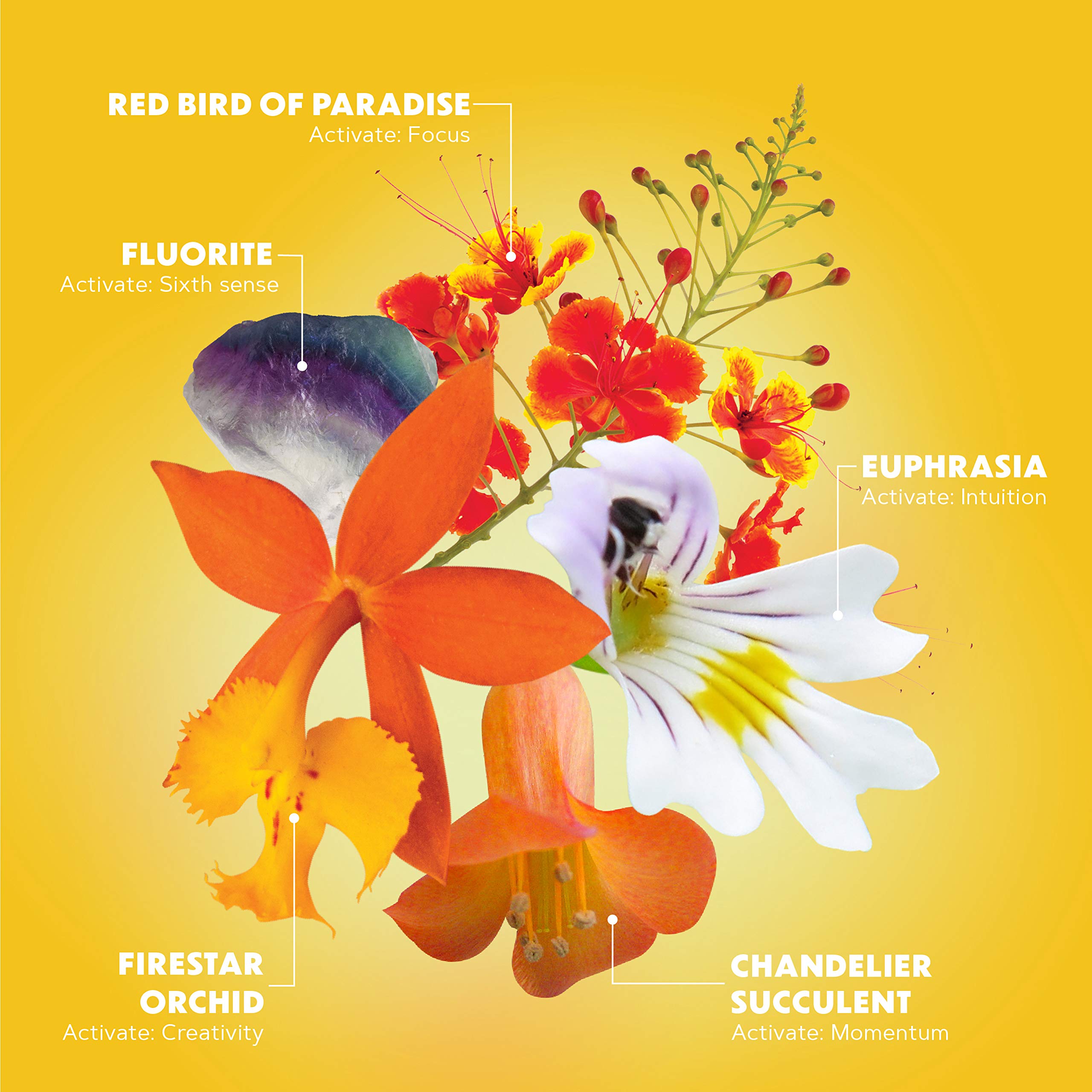 LOTUSWEI Inspired Action Flower Essence Elixir – Enhance Focus, Concentration, Mental Clarity & Creativity – Flower Remedy Supplement LOTUSWEI Au supplements
