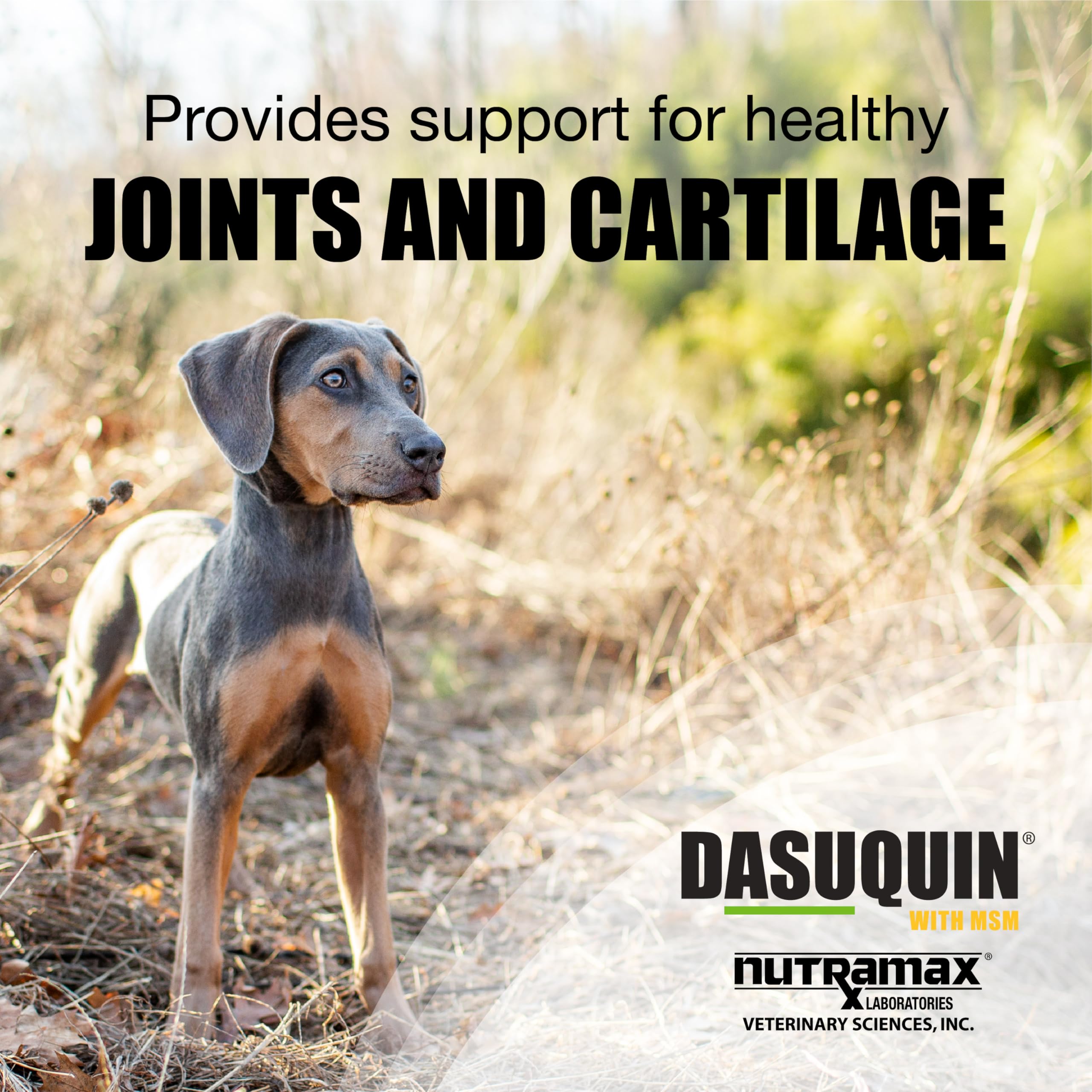 Nutramax Dasuquin for Small to Medium Dogs, Joint Health Supplement, Contains Glucosamine for Dogs, Plus Chondroitin, ASU, MSM and More, Supports Healthy Joints, Chewable Tablets, 84 Count Nutramax Laboratories Au supplements