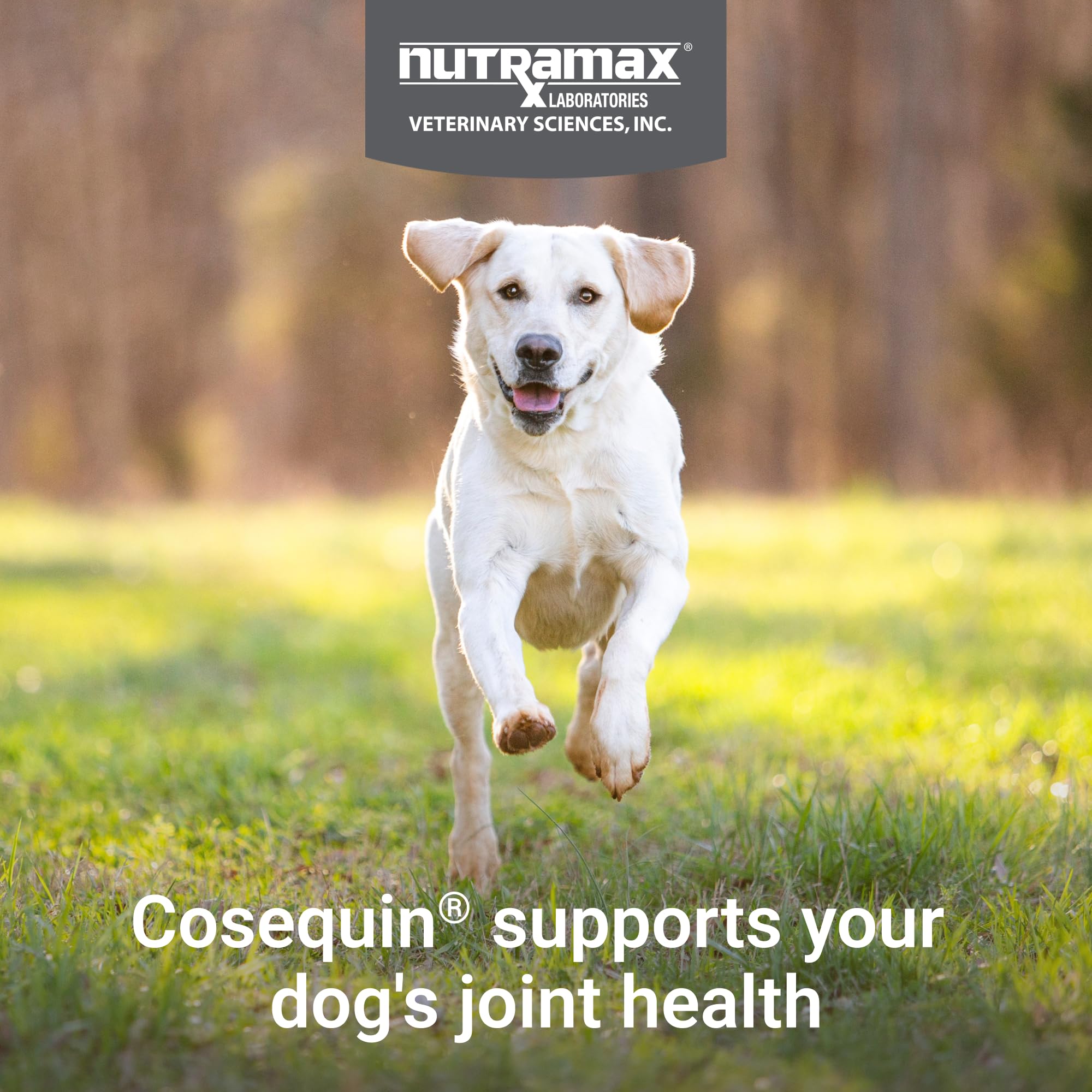 Nutramax Cosequin for Dogs Joint Health Supplement, Contains Glucosamine for Dogs, Chondroitin, MSM and Omega-3s, Supports Joint and Skin and Coat Health, Soft Chews, 60 Count Nutramax Laboratories Au supplements