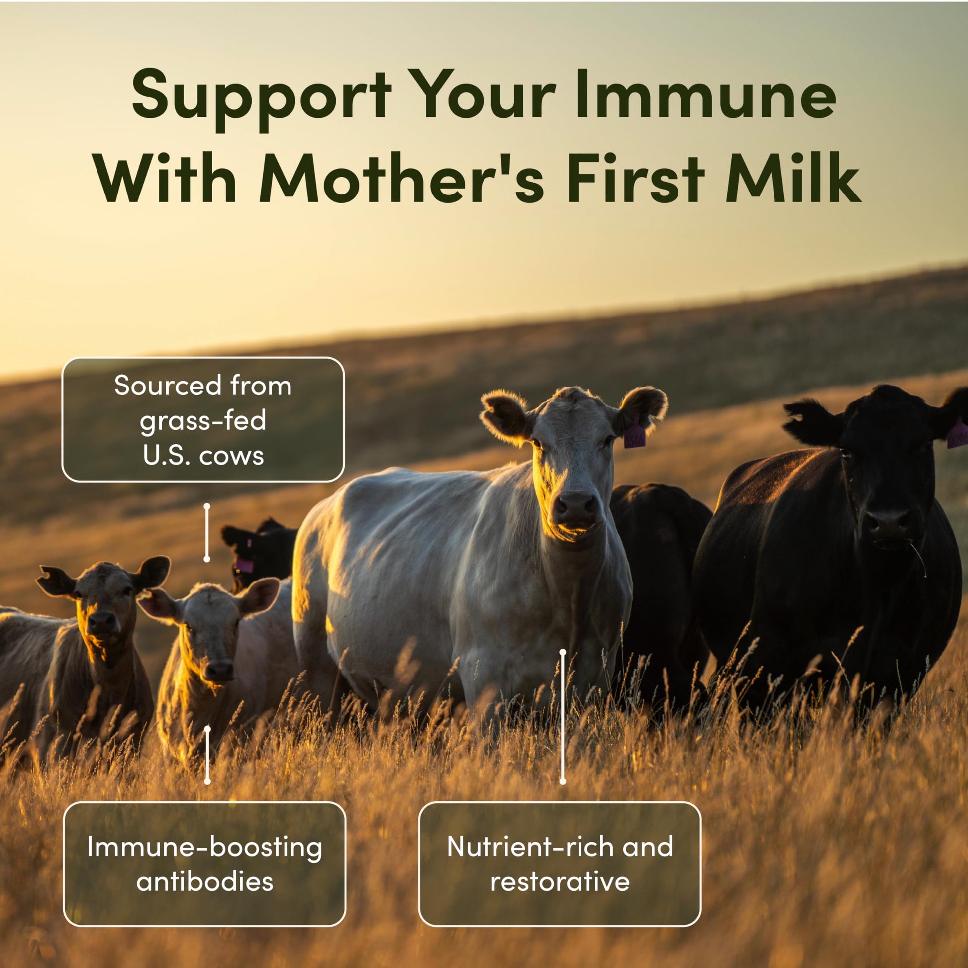 Rhea Bovine Colostrum Supplement for Women, Colostrum Capsules for Gut Health, Digestion, Bloating, Beauty, Immune Support, Bovine Colostrum for Humans, Colostrum Pills (60caps) RHEASILVIA Au supplements