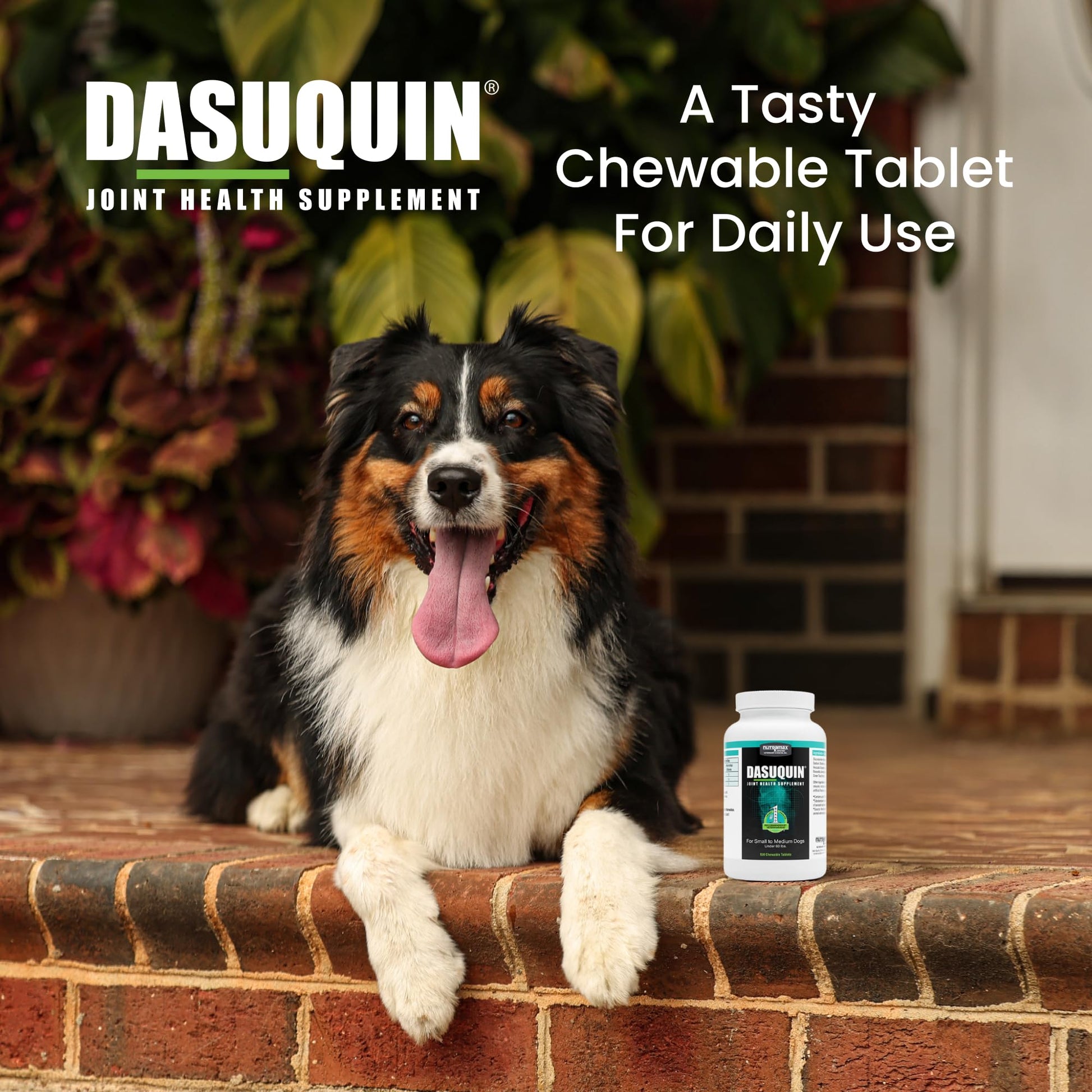 Nutramax Dasuquin for Small to Medium Dogs, Joint Health Supplement, Contains Glucosamine for Dogs, Plus Chondroitin, ASU and More, Supports Healthy Joints, Chewable Tablets, 150 Count Nutramax Laboratories Au supplements