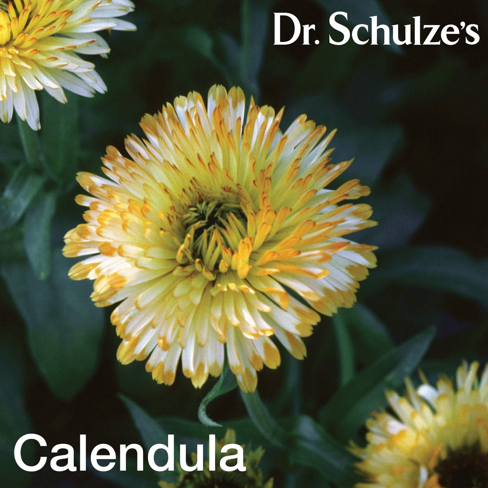 Dr. Schulze's Deep Tissue Oil | Powerful Herbal Support for Muscles, Tendons and Joints Dr. Schulze's Au supplements