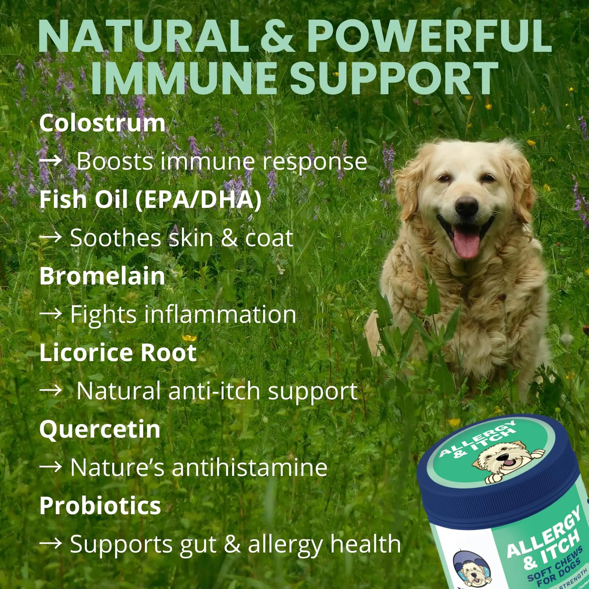 Under the Weather Allergy & Itch Pet Allergy Chews for Dogs | Vet Formulated Skin Support for Canines | Soothing Dog Allergies and Itching Relief Supplement | 60 Count Under the Weather Au supplements