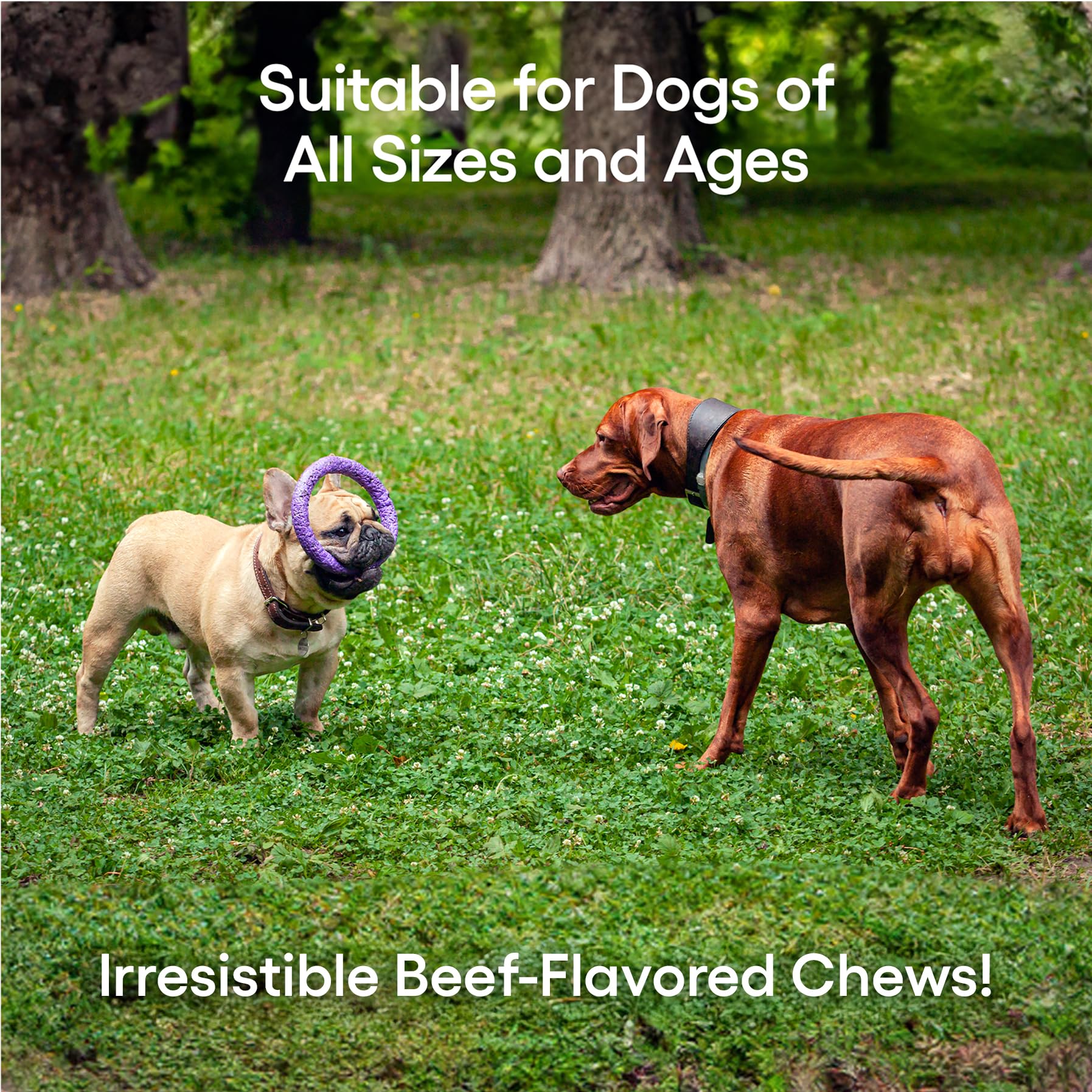 ecoNugenics PectaPaws Chewable Dog Supplements – Beef Flavor, 90 Count – PectaSol Modified Citrus Pectin + Glucosamine HCI for Dogs of All Ages, Supports Mobility, Joints, Immune Function, Pain Relief EcoNugenics Au supplements