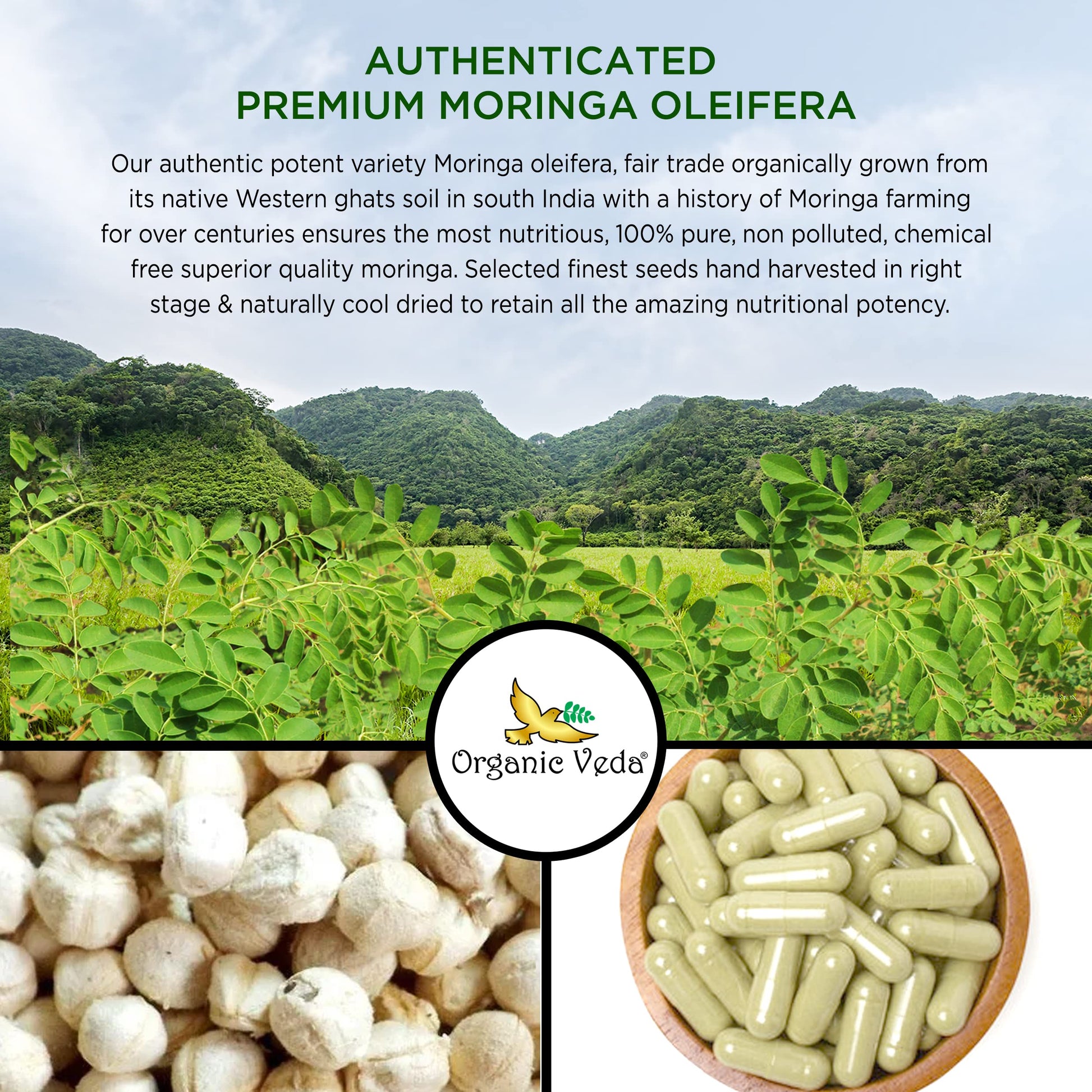 Organic Veda Moringa Seed Capsules - Pure Organic Moringa Capsules Seed Powder Organic Veda Au supplements